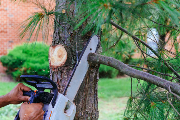 Tree Service Company in Meridianville, AL